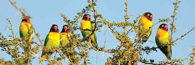 look_tanzania_bird_watching_safaris