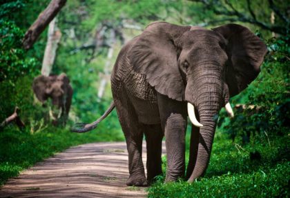 best time to visit Tarangire