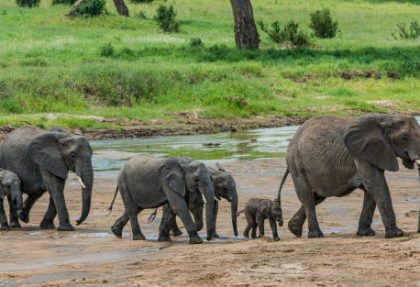 top safari routes in Tarangire