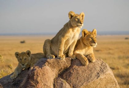 Serengeti safari itineraries