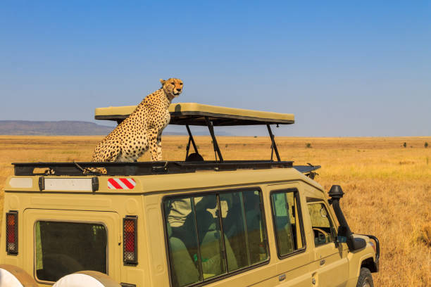Tarangire safari packages