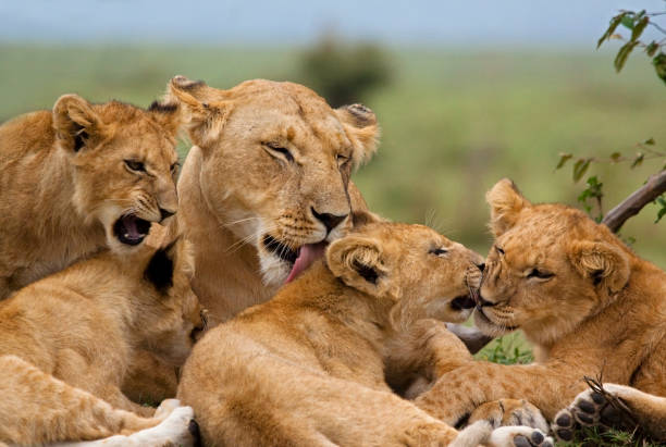 Serengeti adventure stories