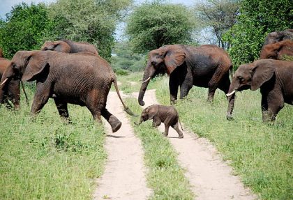 Tarangire Eco-Tourism Guide