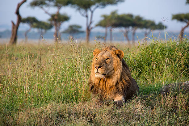 How to Book a Safari in Tanzania