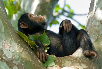 visit Gombe National Park