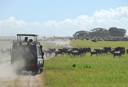 Ngorongoro Crater safari guide
