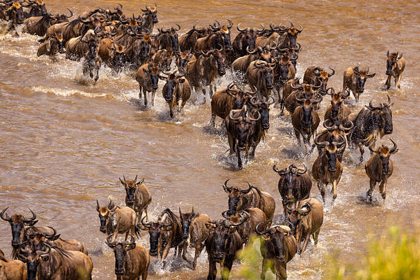 Serengeti safari itineraries