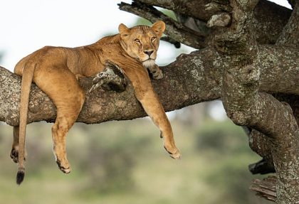best Manyara wildlife highlights