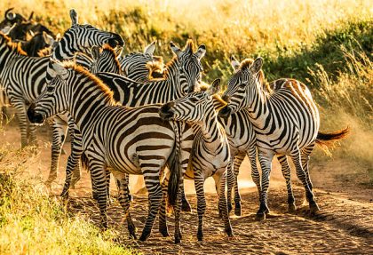 best time to visit Tarangire