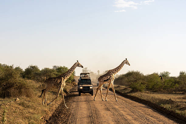 Serengeti safari vehicles guide