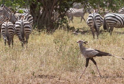 Serengeti bird watching