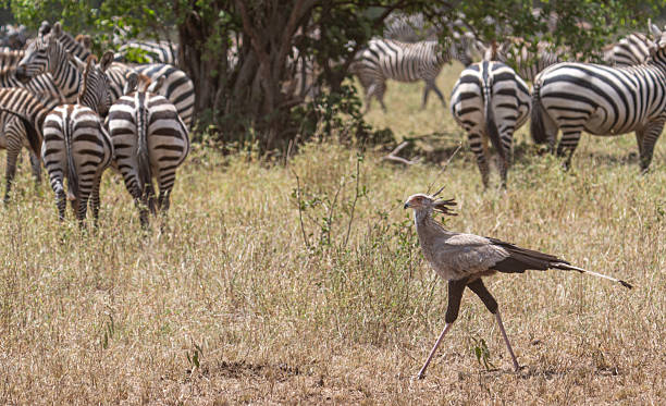 Serengeti bird watching