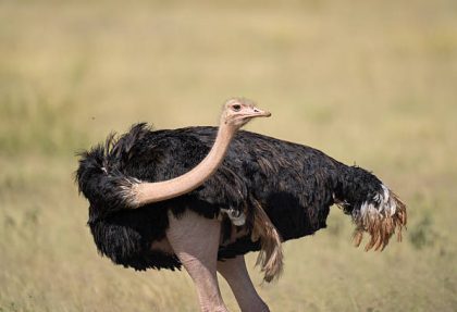 Tarangire bird watching