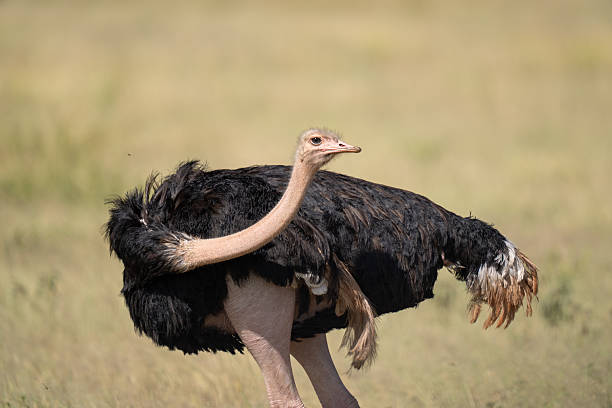 Tarangire bird watching