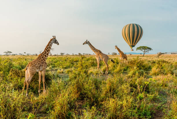Hot Air Balloon Safari in Serengeti