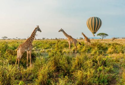 Serengeti adventure stories
