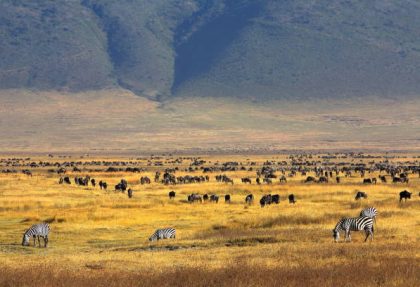 best Ngorongoro safari tips