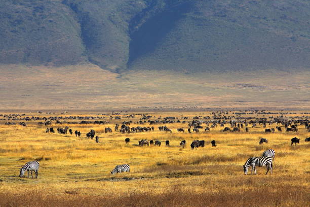 best Ngorongoro safari tips