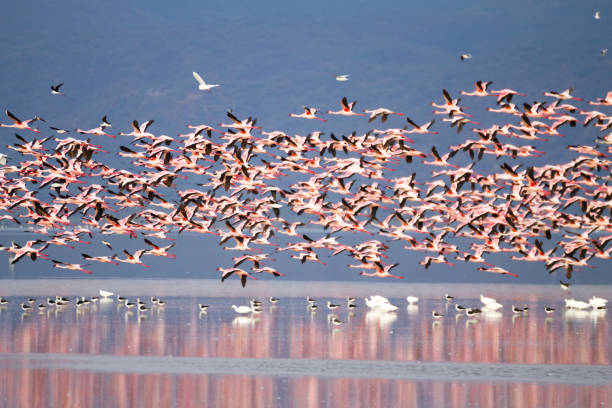 Manyara Adventure Stories