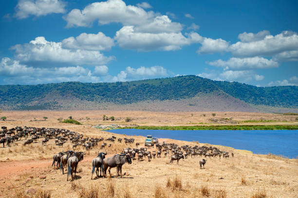 Ngorongoro nature walks