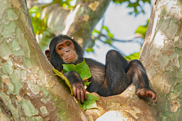 why visit Gombe National Park