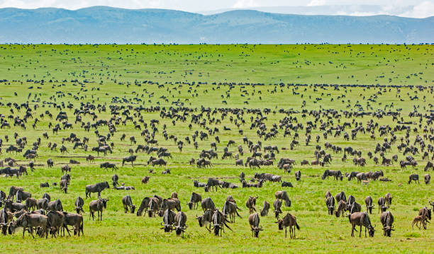 Serengeti Migration Explained