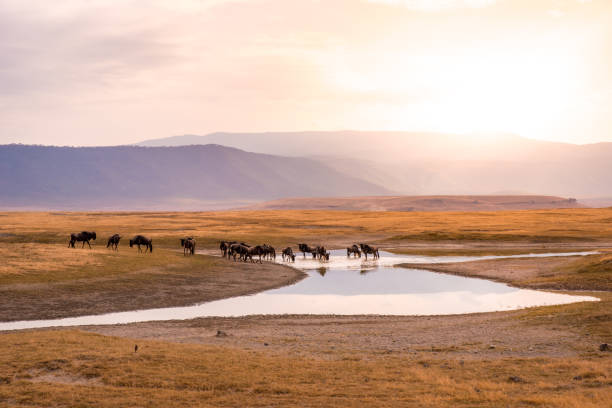 Ngorongoro adventure stories