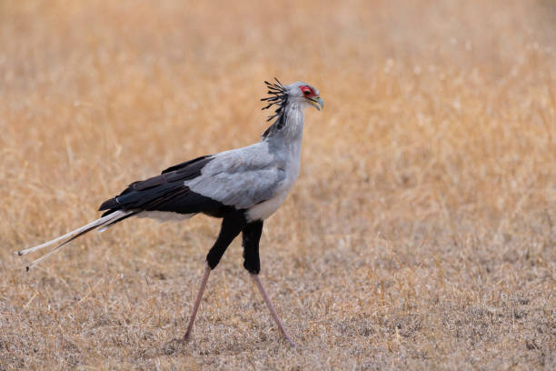 Serengeti Bird Watching