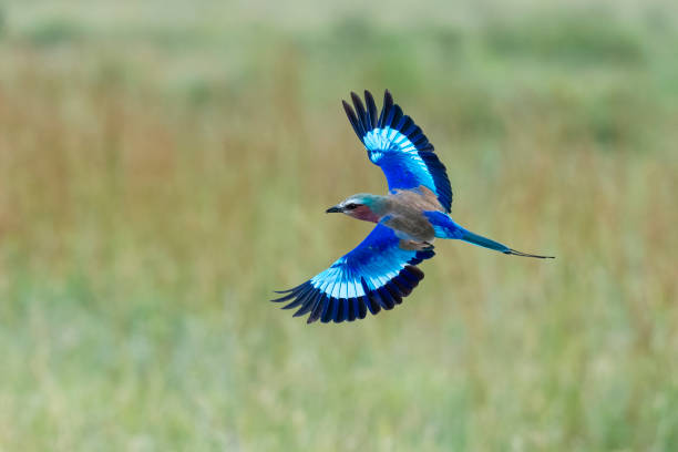 Serengeti Bird Watching