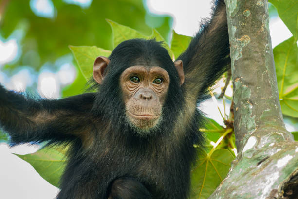 why visit Gombe National Park