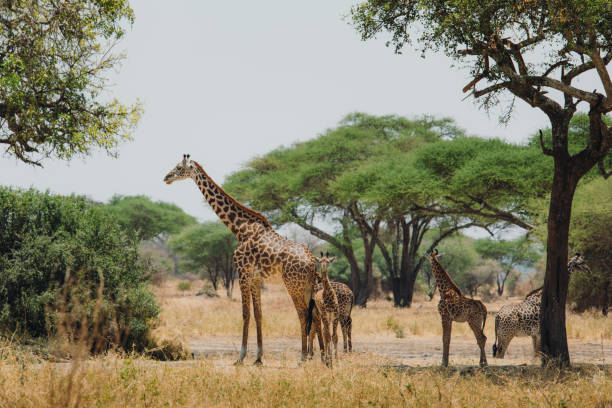 Manyara for Family Tips