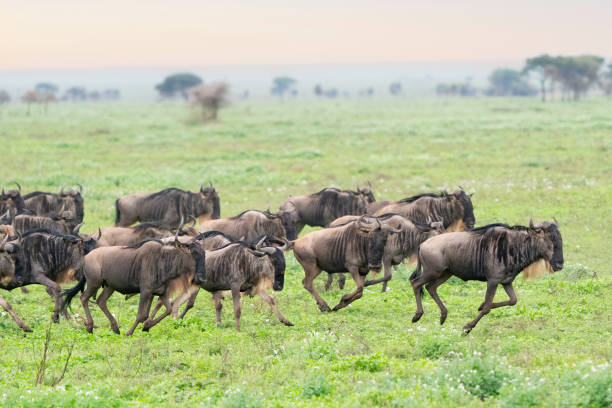 Ngorongoro migration insights