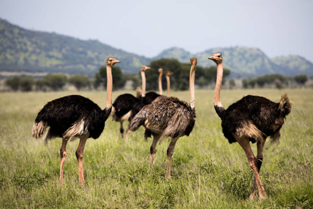 Serengeti Bird Watching