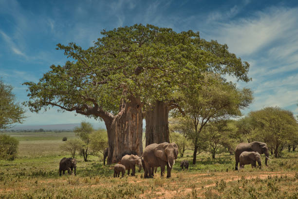 Tarangire Best Scenic Views