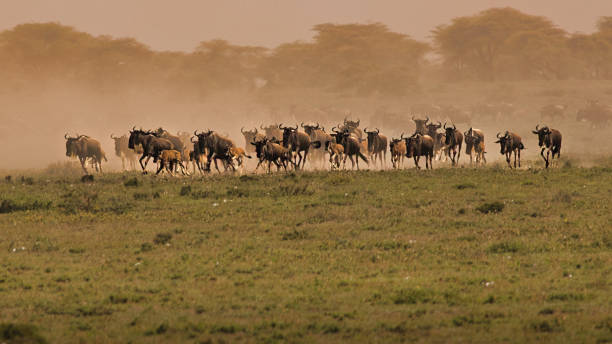 Ngorongoro migration insights