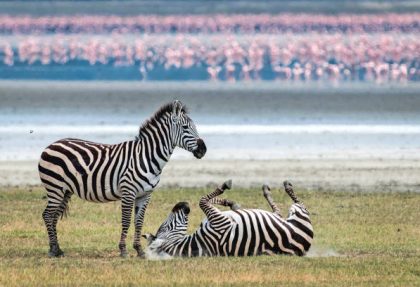 best Ngorongoro safari safety tips