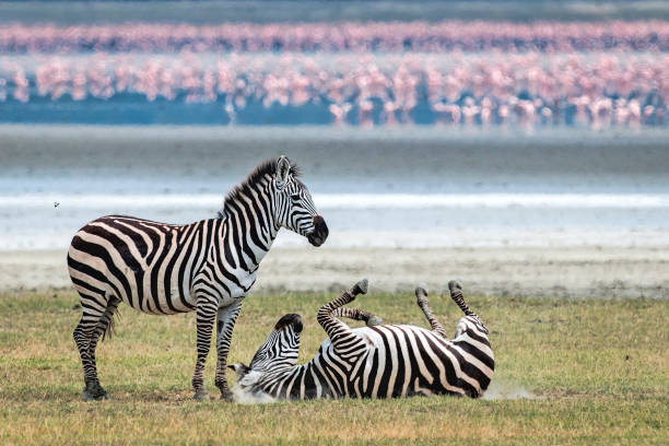 best Ngorongoro safari safety tips