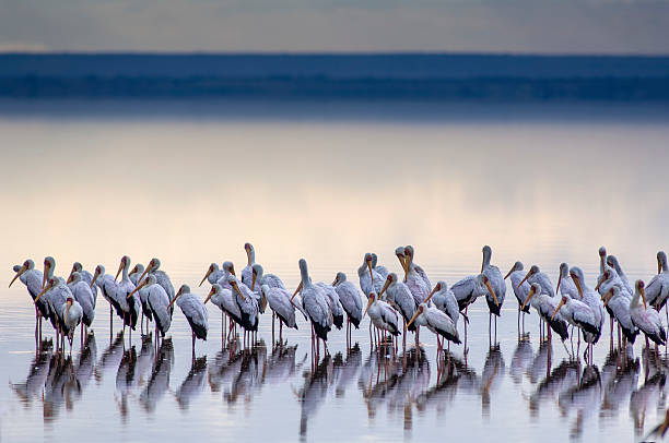 Manyara Travel Packages
