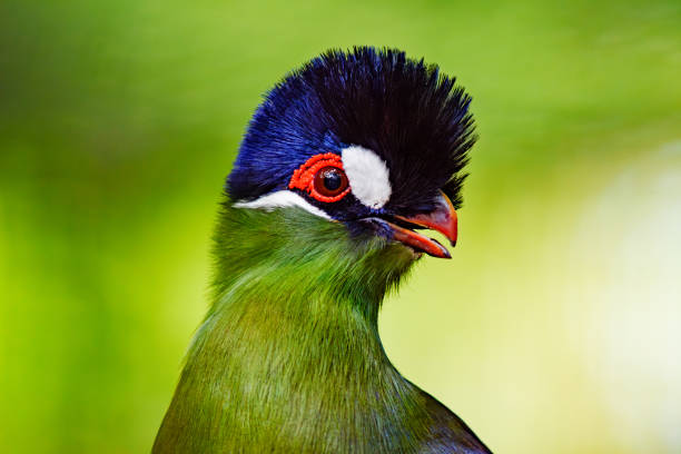 Manyara Bird Watching Guide