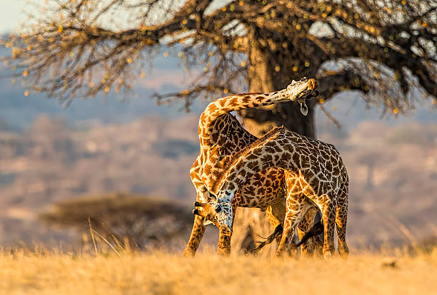 Serengeti Eco-Tourism