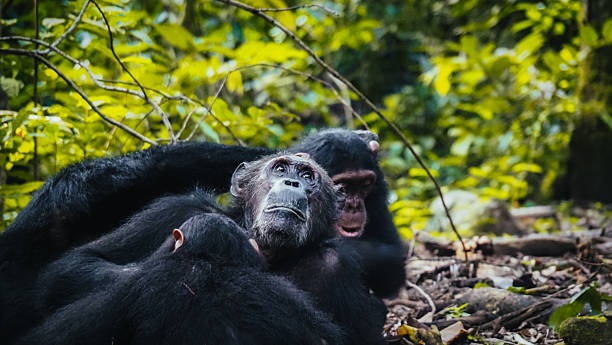 why visit Gombe National Park