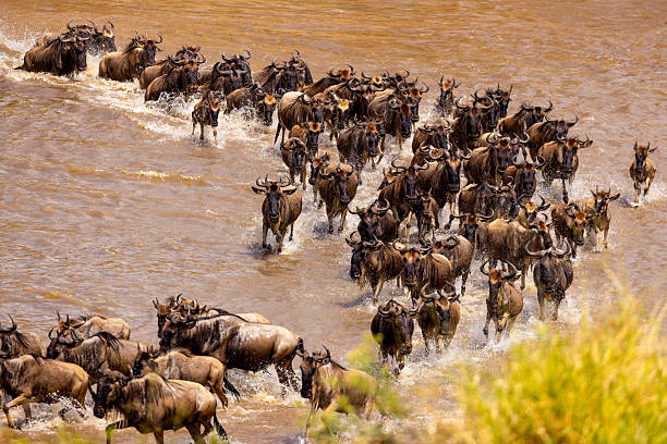 Top Safari Routes in Serengeti
