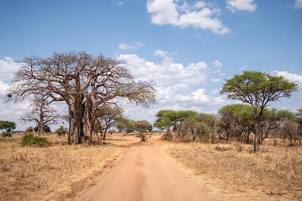 Tarangire Nature Walks