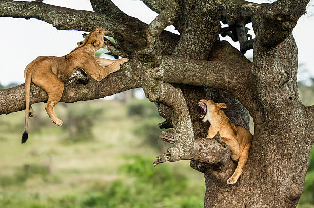  Manyara Adventure Storiess