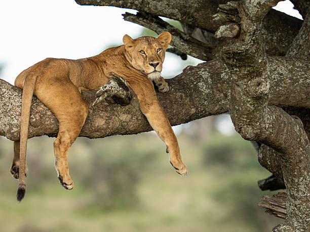 Manyara Adventure Stories