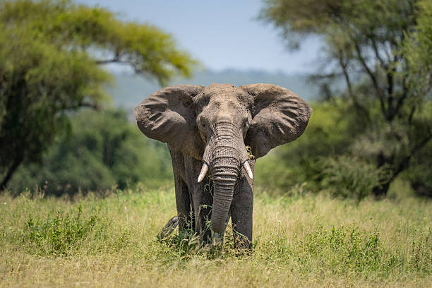 Tarangire Elephant Viewing Spots.