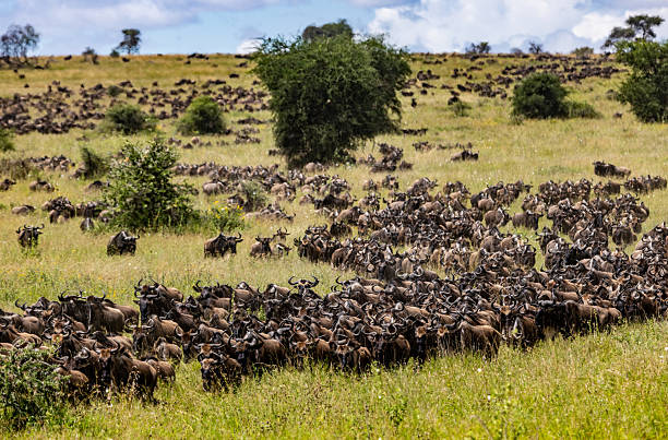  Serengeti Migration Explained