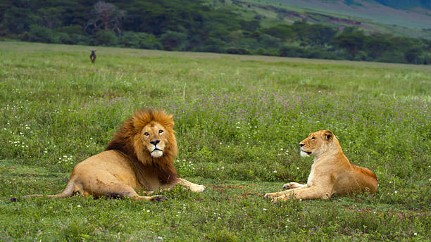 Ngorongoro scenic views