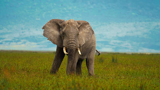 Ngorongoro migration insights