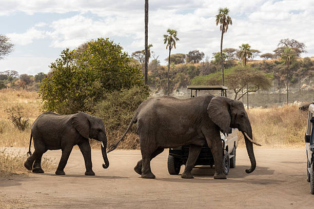 Manyara Adventure Stories